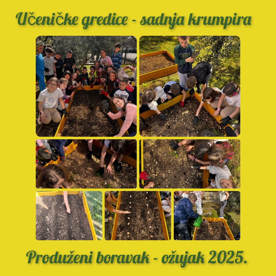Sadnja krumpira PB