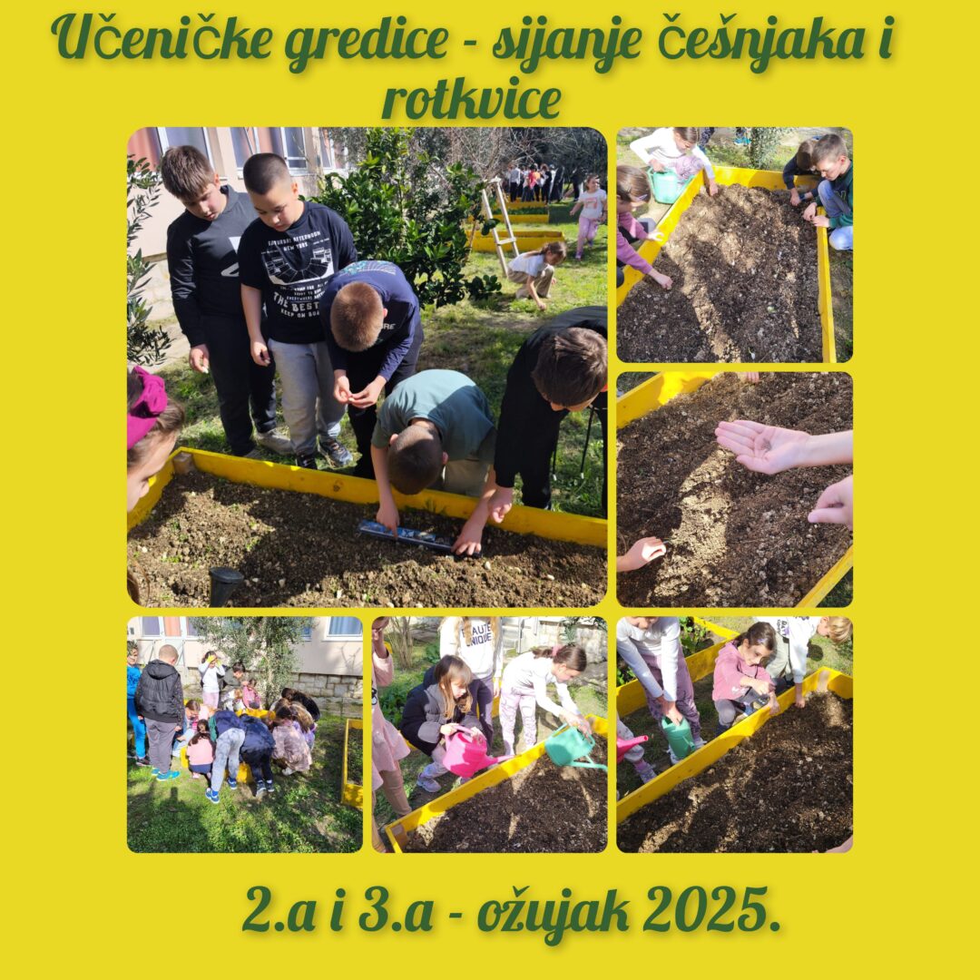 Sijanje češnjaka i rotkvice 2. A i 3. A